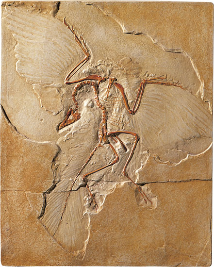 Fossiler Urvogel Archaeopteryx