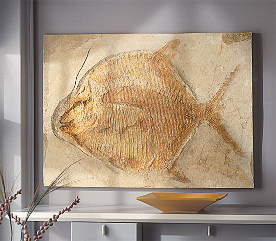 Kugelzahnfisch (Gyrodus macrophthalmus hexagonus)