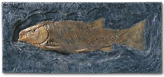 Schmelzschuppenfisch (Lepidotus elvensis)