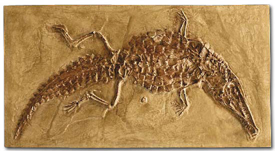 Versteinertes Krokodil (Crocodileimus robustus)