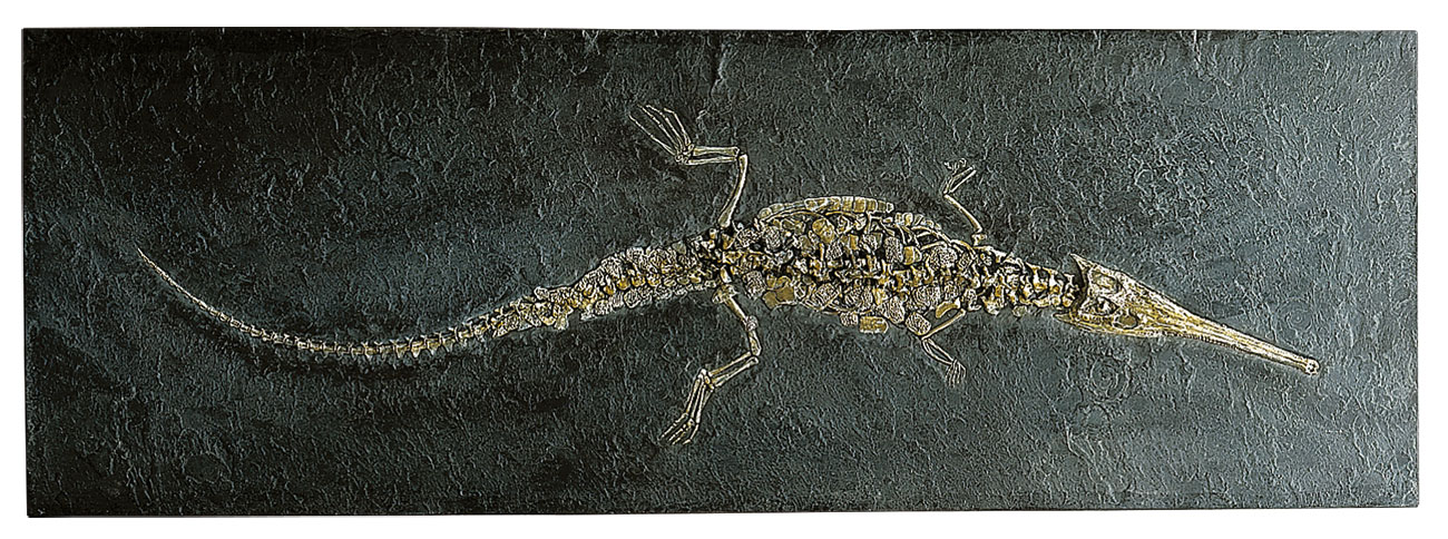 Fossiles Löffelschnauzenkrokodil (Stenosaurus)