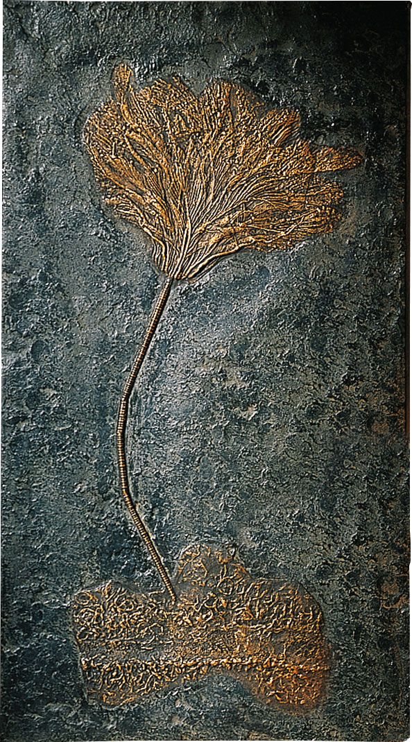 Fossile Seelilien auf Treibholz
